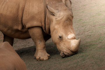 White rhinoceros (Ceratotherium simum) grazing on grass. Large herbivorous mammal native to Africa,...