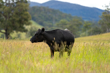 wagyu angus cows Mixed Herd of Healthy Beef Cattle Grazing on Lush Green Pasture. Regenerative...