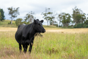 wagyu angus cows Mixed Herd of Healthy Beef Cattle Grazing on Lush Green Pasture. Regenerative...