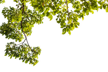 green leaves isolated on white background