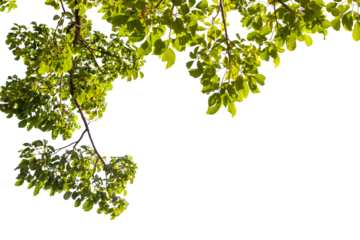 green leaves isolated on white background