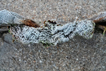 Old wood forms treated with salt water, wind and sun, stained wood.