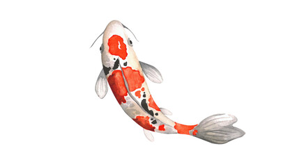 koi Carp fish Watercolor Painting ,Print Wall Art ,Hand painted. koi Carp fish Illustration isolated on white background.