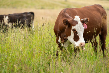 wagyu angus cows Mixed Herd of Healthy Beef Cattle Grazing on Lush Green Pasture. Regenerative Sustainable Australian Agriculture, Responsible Livestock Farming, and Natural Environment in Australia