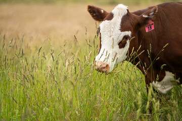 wagyu angus cows Mixed Herd of Healthy Beef Cattle Grazing on Lush Green Pasture. Regenerative...