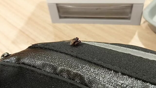 Housefly mating on the Bag