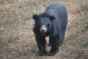 A sleek black bear stands on dry, grassy ground, looking towards the camera.