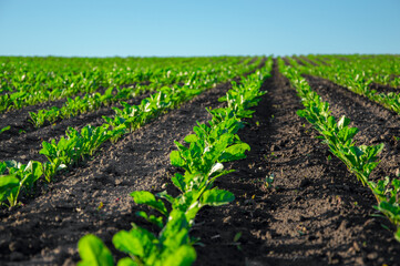Rows of young sugar beets grow steadily in rich soil, basking in sunlight on a warm sunny day in a...