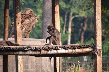 A dusky leaf monkey with light fur sits on a wooden platform