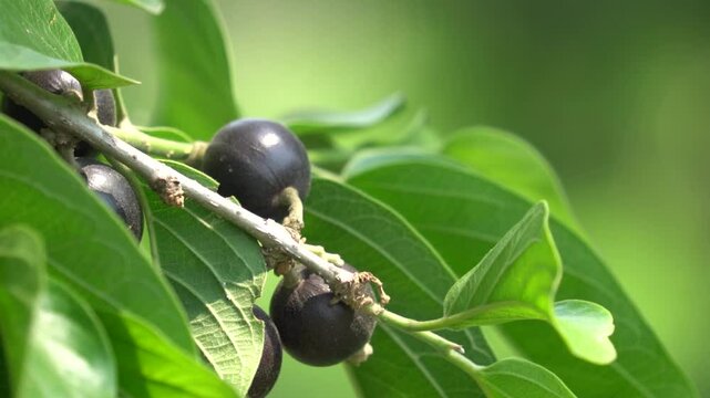 Alangium salvifolium, or Ankolam, is a medicinal tree with fragrant flowers, thorny branches, and fruits used in traditional Ayurvedic remedies.