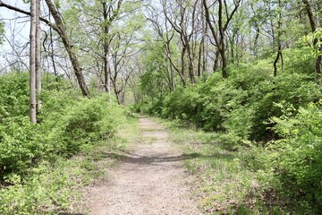 The empty trail in the forest on a sunny day.