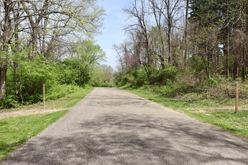 The empty road in the park on a sunny day.