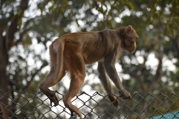 A rhesus macaque skillfully balances atop a chain-link fence, surrounded by green trees.