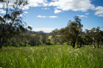 gum tree forest growing cows on Lush Green Pasture. Regenerative Sustainable Australian Agriculture, Scenic Australian Farm Landscape with Eucalyptus Trees on Golden Grasslands farming landscape