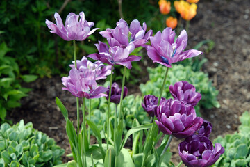 Obraz premium Purple tulips on a flowerbed in the spring garden.