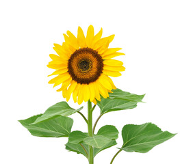 Obraz premium ヒマワリ 