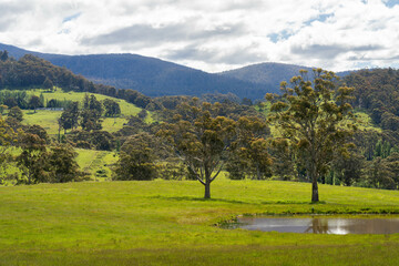 gum tree forest growing cows on Lush Green Pasture. Regenerative Sustainable Australian Agriculture, Scenic Australian Farm Landscape with Eucalyptus Trees on Golden Grasslands farming landscape