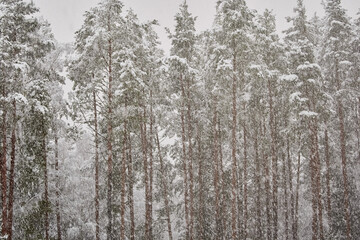 The heavy snowfall in a wild park, winter fairy tale in the forest, snow-covered tree branches, large flakes of snow are slowly falling, nobody, snow storm, blizzard