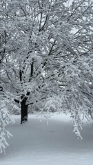 Majestic Maple Tree Covered in Snow with Surrounding Landscape Blanketed in White During a Peaceful Winter Scene