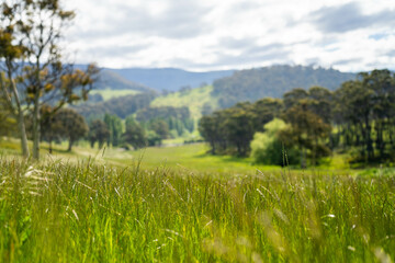 Obraz premium gum tree forest growing cows on Lush Green Pasture. Regenerative Sustainable Australian Agriculture, Scenic Australian Farm Landscape with Eucalyptus Trees on Golden Grasslands farming landscape
