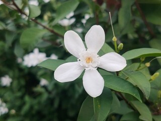 A close-up of a delicate white flower with five petals surrounded by green leaves and blurred white flowers in the background.