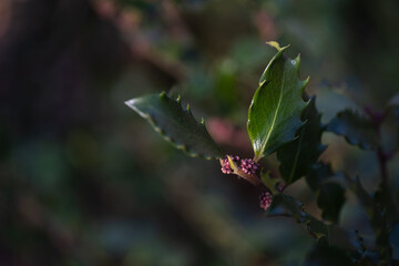 Glossy Green Leaves with Pink Flower Buds in Spring