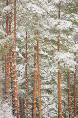 The heavy snowfall in a wild park, winter fairy tale in the forest, snow-covered tree branches, large flakes of snow are slowly falling, nobody, snow storm, blizzard