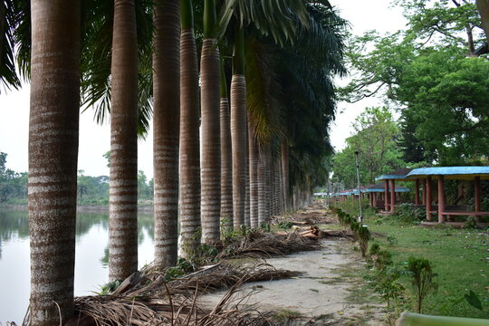 A tranquil scene with tall Royal Palm trees lining a lake and a path.
