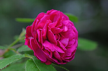 Terry lush Rose