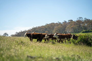 herd of cows in a field grazing on green lush pasture. Expansive Australian Farm Landscape with a dam, Trees, and Distant Grazing Livestock. Rural Agriculture and Sustainable Land Management australia