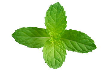 Fresh Mint Leaves (transparent background)