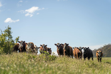 herd of cows in a field grazing on green lush pasture. Expansive Australian Farm Landscape with a...