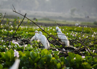 Great Egrets stand in a vibrant green wetland with scattered white flowers.