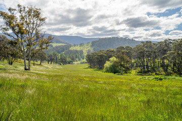 gum tree forest growing cows on Lush Green Pasture. Regenerative Sustainable Australian Agriculture, Scenic Australian Farm Landscape with Eucalyptus Trees on Golden Grasslands farming landscape