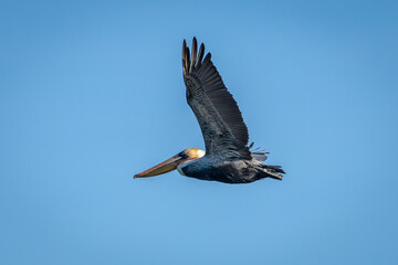 Brown pelican flying over the San Diego River estuary