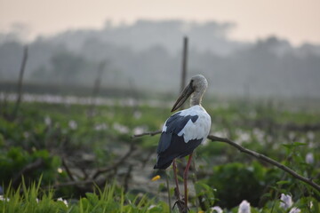 An Asian Openbill Stork stands amidst a misty green landscape at dawn.
