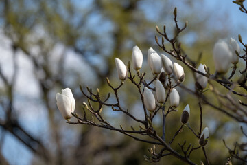 White Magnolia Buds on Spring Branch