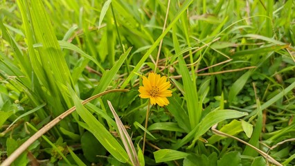 A vibrant yellow wildflower blooms among fresh, green grass, standing out as a striking focal point of natural beauty. Captured in close-up, the image highlights the contrast between the bright flower