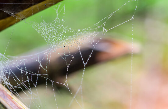 The spider web has a dew drop. In the wild with a colorful background. - Powered by Adobe