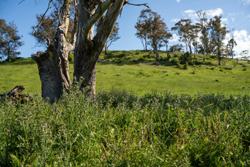 gum tree forest growing cows on Lush Green Pasture. Regenerative Sustainable Australian Agriculture, Scenic Australian Farm Landscape with Eucalyptus Trees on Golden Grasslands farming landscape