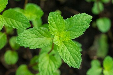 Organic Fresh Mint Plant Grown Naturally