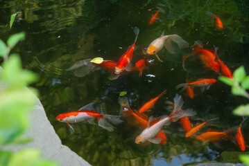 Red fish Koi swim in a quiet pond