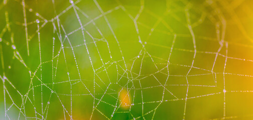 Spider web with drops of dew In the wild with a colorful background.