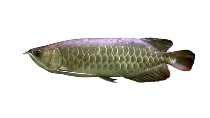 Golden Arowana Fish