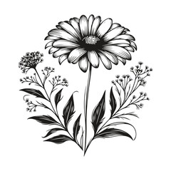 Elegant black line art illustration of a Daisy, isolated on white background – evoking a sense of calm and purity