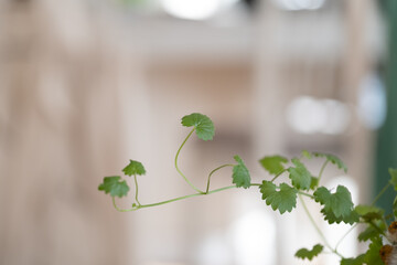 Delicate green plant shoot with small round leaves indoors