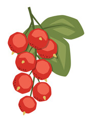 Vector isolated simple red currant illustration