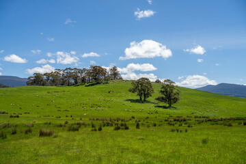 gum tree forest growing cows on Lush Green Pasture. Regenerative Sustainable Australian Agriculture, Scenic Australian Farm Landscape with Eucalyptus Trees on Golden Grasslands farming landscape