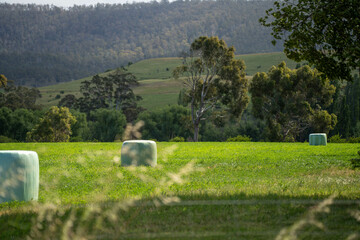 Baling hay and silage rolls and bales on a farm, in australia, sustainable agriculture Baling hay and silage rolls and bales on a farm © Phoebe