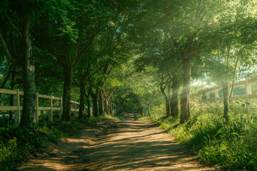 Obraz premium 숲길